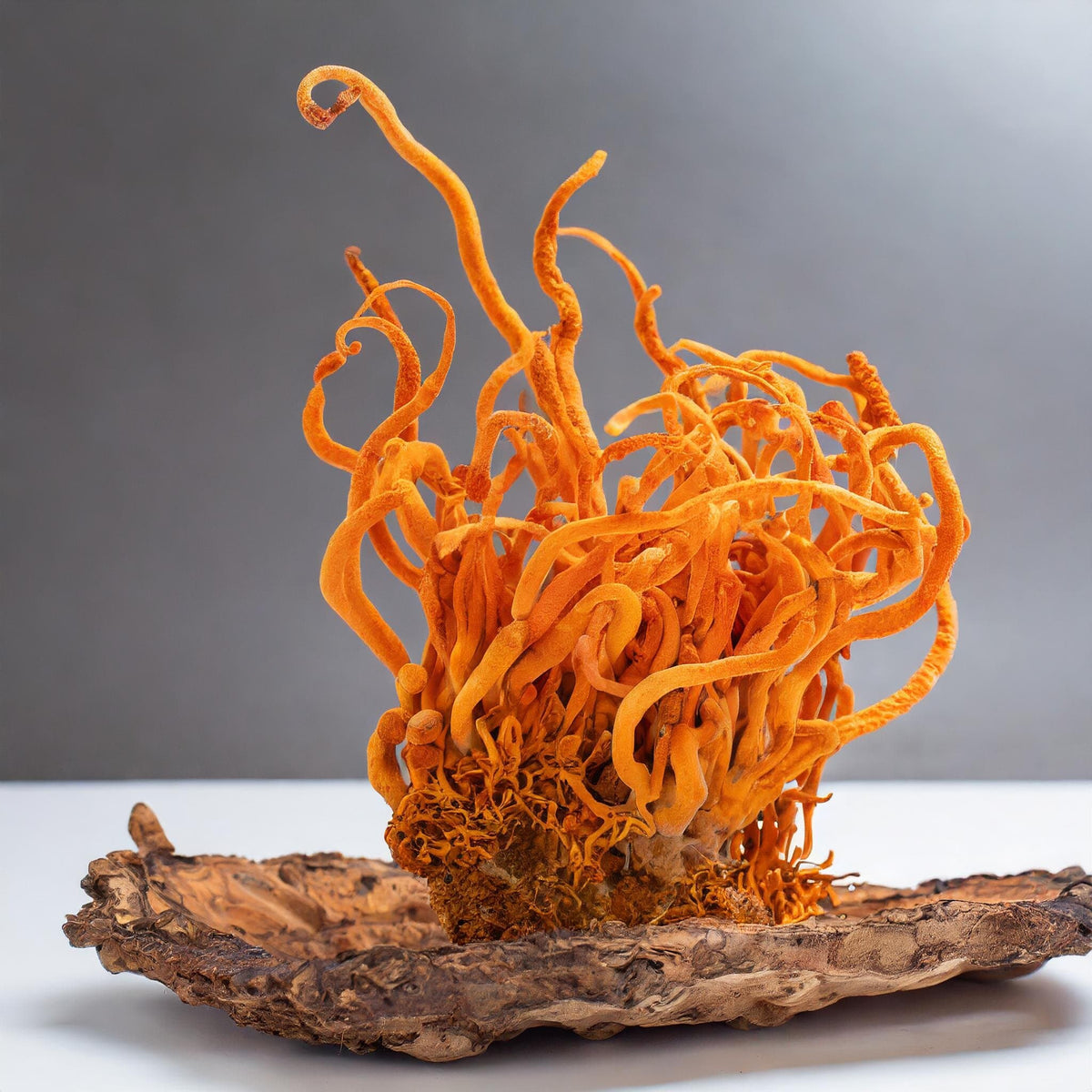 Cordyceps mushroom