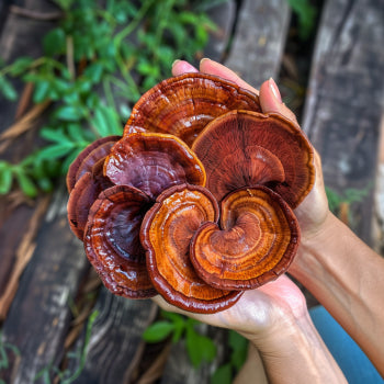 Reishi Mushrooms: A Holistic Approach to Enhancing Overall Well-being