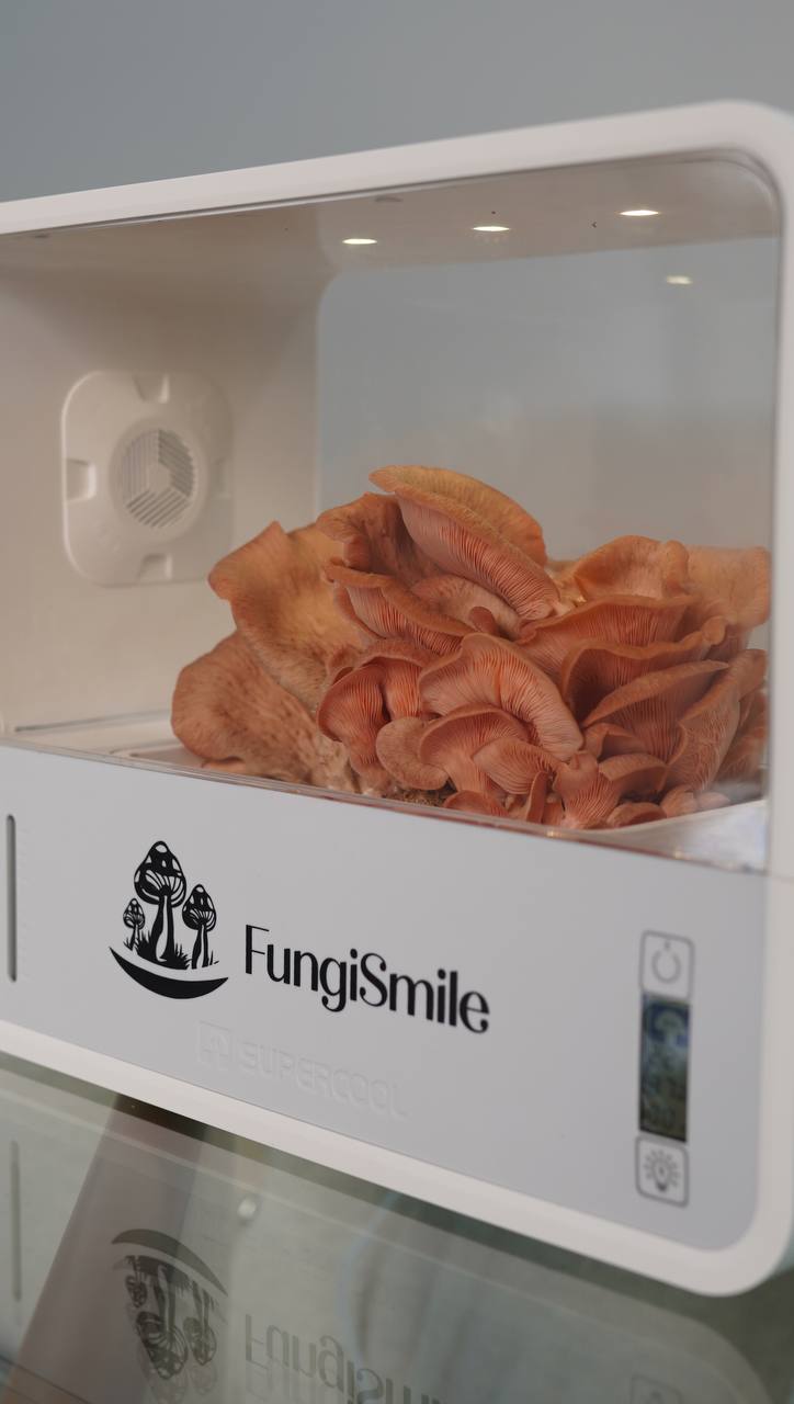 How to Grow Mushrooms at Home with FungiSmile: The Ultimate Guide