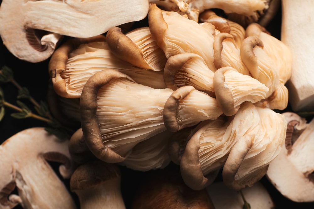 Close-up of wild oyster mushrooms with layered gills and creamy colors.