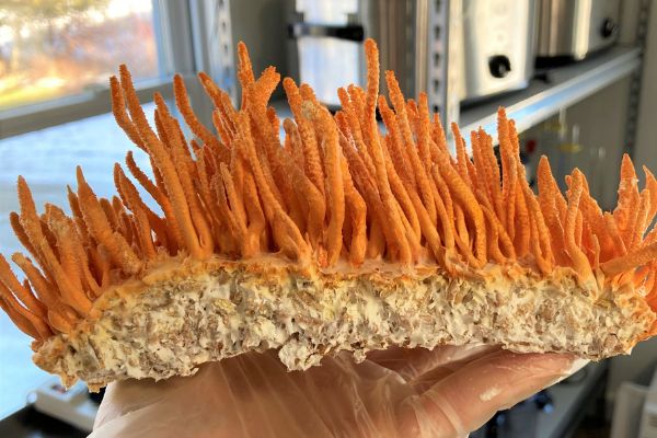 Bright orange Cordyceps militaris mushrooms with long, slender fruiting bodies