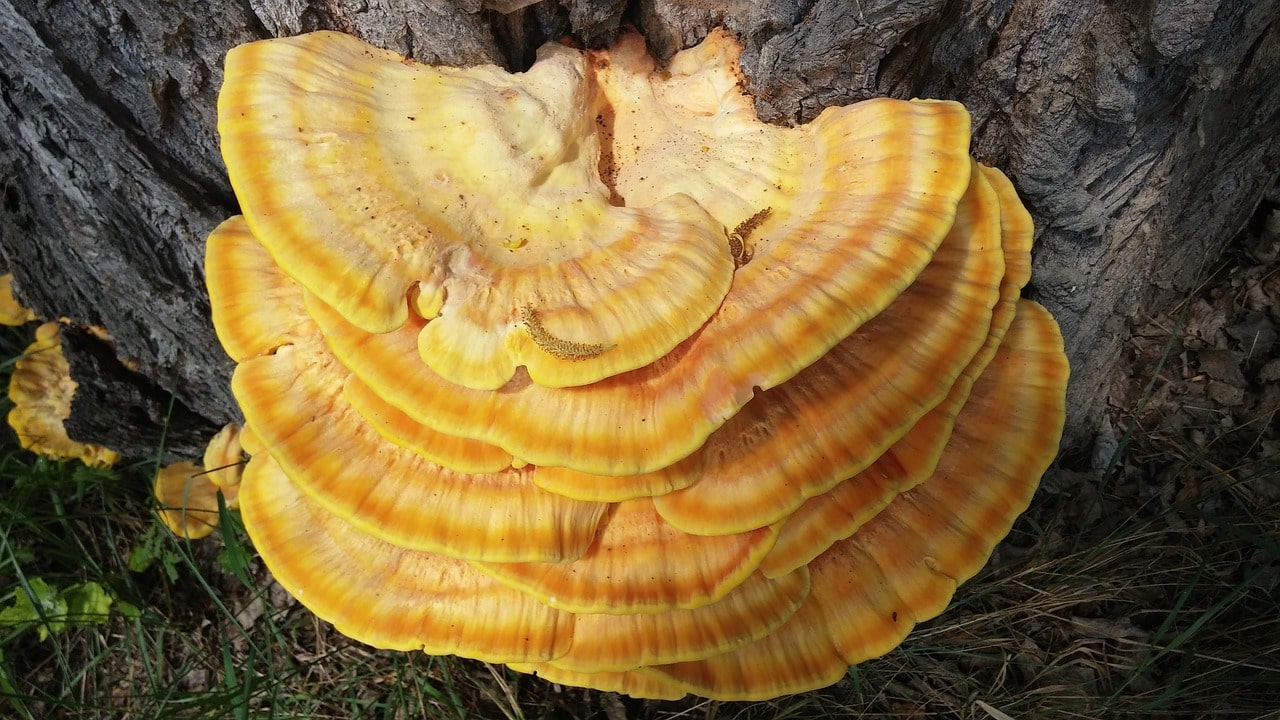 Vibrant yellow Reishi mushroom attached to a tree trunk, displaying layered, fan-like formations in a natural forest setting.