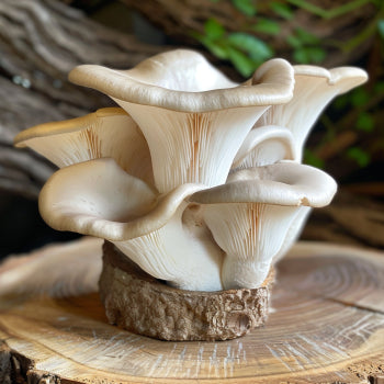King Oyster Mushroom