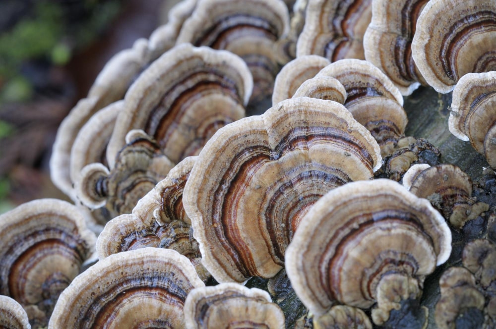 Close-up of Turkey Tail mushrooms with wavy caps and multiple brown and gray rings