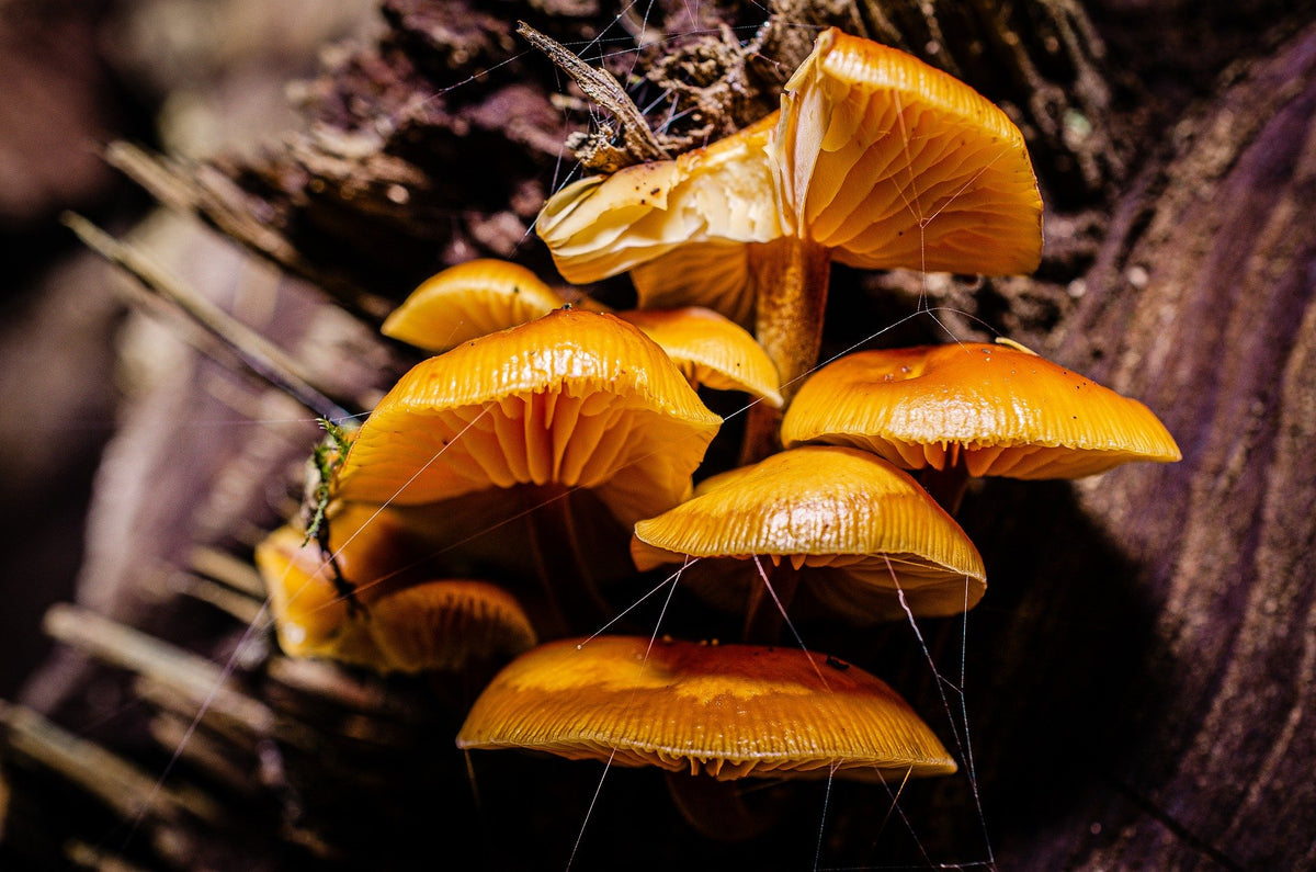 a cluster of orange mushrooms growing on a decaying log