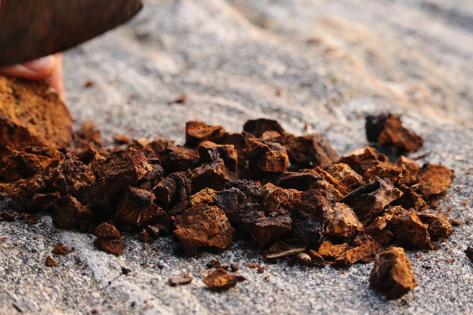 Chaga mushroom pieces on a rock surface, showcasing their unique texture and earthy appearance.