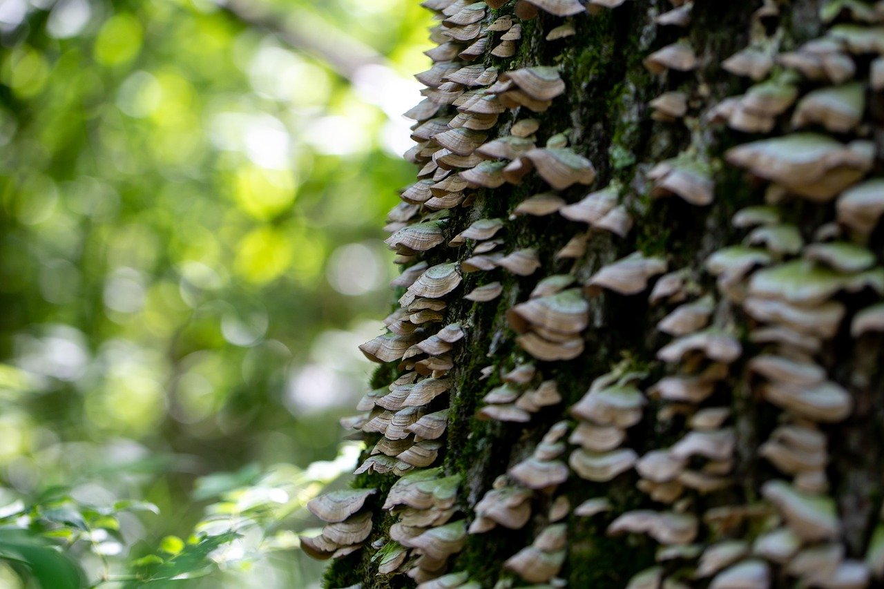 Multiple turkey tail mushrooms climbing up a tree trunk, blending with the natural forest background