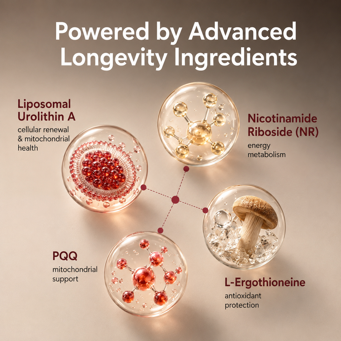 NAO Liposomal Urolithin A Gummies for Healthy Aging, Cellular Energy & Mitochondrial Support